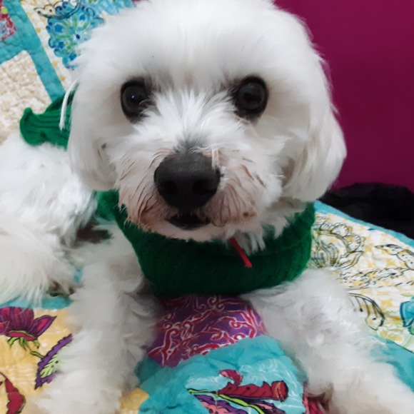 discofifi
